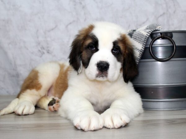 Charlie-saint bernard mix puppies for sale