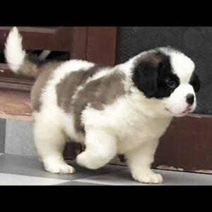 Saint Bernard Puppies for sale